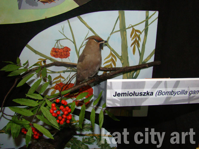 Zdjęcie: gablota z ptakami3.jpg